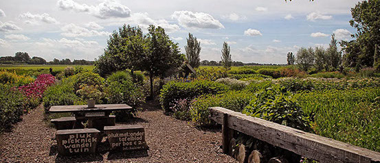 Vakantiewoning Limosa Wieringen - pluk je eigen boeket in de pluktuin op Stroe
