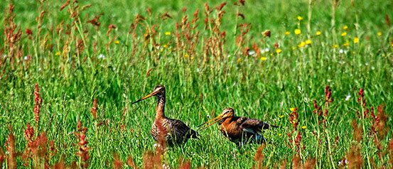 Vakantiewoning Limosa Wieringen - weides waar bloemen bloeien en grutto's roepen